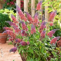 Buddleja weyeriana ´Flower Power´  Co2.5L 20/30