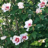 Ibištek - Hibiscus syriacus ´Mathilde´ - biela/ruž. Co2,5L