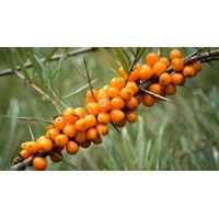 Rakytník rešetliakovitý SAMIČÍ ? Hippophae rhamnoides ´Júlia´ Co2.5L 20/30