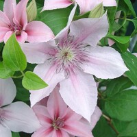 Plamienok - Clematis 'Jan Pawel II' 40+ Co2L