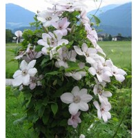 Plamienok - Clematis 'Jan Pawel II' 40+ Co2L