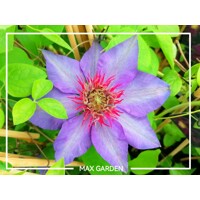 Plamienok - Clematis 'Skyfall' 40+ Co2L