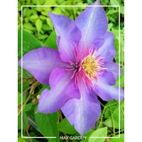 Plamienok - Clematis 'Skyfall' 40+ Co2L