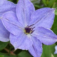 Plamienok - Clematis 'Skyfall' 40+ Co2L