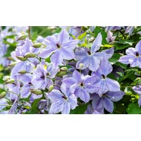 Plamienok - Clematis 'Skyfall' 40+ Co2L
