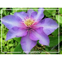 Plamienok - Clematis 'Skyfall' 40+ Co2L