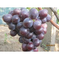 Vinič stolový - Vitis vinifera 'Armani´- ružové Co3L KM20