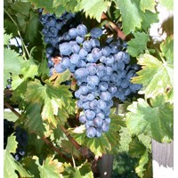 Vinič stolový - Vitis vinifera 'Bruno´- modré Co3L KM20