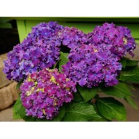Hortenzia kalinolistá - Hydrangea macrophylla 'Curly Sparkle Blue purple' Co4L