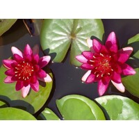 Lekno - Nymphaea ´Burgundy Princess´ P11