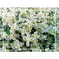Dúška - Thymus vulgaris 'Silver Queen' P14