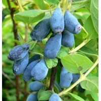 Zemolez kamčatský - Lonicera kamtschatica ´Duet´ Co2,5L  20/30