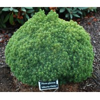 Smrek biely 'Alberta Globe' - Picea glauca albertiana 'Alberta Globe'  Co2,5L 15/20