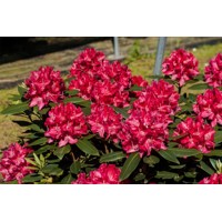 Rododendrón - Rhododendron 'Karl Naue'  20/30 Co4L