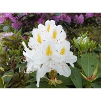 Rododendrón - Rhododendron  'Madame Masson'  25/3 Co3L