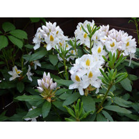 Rododendrón - Rhododendron  'Madame Masson'  25/3 Co3L