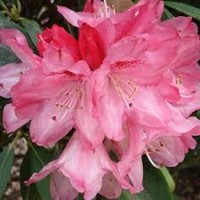Rododendrón - Rhododendron Yakushimanum 'Sneezy' 20/30