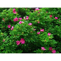 Ruža vráskavá - Rosa rugosa ´Rubra´ - Co2L