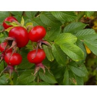 Ruža vráskavá - Rosa rugosa ´Rubra´ - Co2L