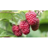 Malina červená - Rubus idaeus 'Malling Promise' 40+ Co2L