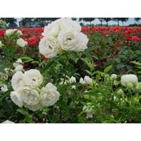 Ruža záhonová - Rosa 'Snövit' - biela Co3L