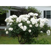Ruža záhonová - Rosa floribunda ´Korbin´ - veľkokvetá biela Co3L