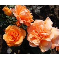 Ruža záhonová - Rosa floribunda ´Doris Tysterman´ - veľkokvetá oranžová Co3L