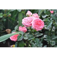 Ruža záhonová - Rosa floribunda ´Kimono´ - veľkokvetá ružová Co3L