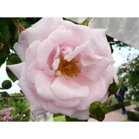 Ruža popínavá - Rosa ´New Dawn´ - sv.ružová Co4L