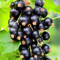 Ríbezľa čierna stromčeková - Ribes nigrum 'Bona' 60km
