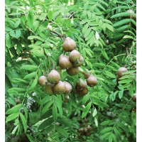 Jarabina oskorušová - Sorbus Domestica var. Pyriformis  Co15L  125/150