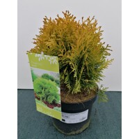 Tuja západná - Thuja occidentalis ´Mirjam´ Co2,5L 20/30