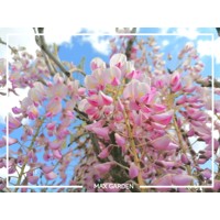 Vistéria japonská - Wisteria floribunda 'Rosea' Co3L