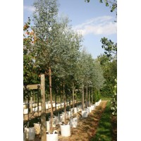 Eukalyptus gunniho - Eucalyptus gunnii  Co25/30L  vysokokmeň