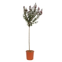 Myrta krepová tm.ružová - Lagerstroemia indica ´Double Feature´ Co11L 1/2 kmeň