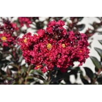 Myrta krepová tm.ružová - Lagerstroemia indica ´Double Feature´ Co11L 1/2 kmeň