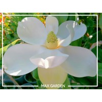 Magnólia veľkokvetá - Magnolia grandiflora 'Gallisoniensis' Co18L 110/130