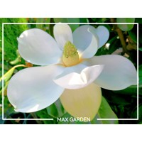 Magnólia veľkokvetá - Magnolia grandiflora 'Gallisoniensis' Co18L 110/130