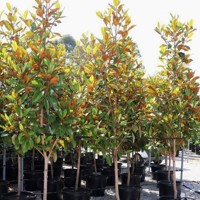 Magnólia veľkokvetá - Magnolia grandiflora ´Francois Treyve´ Co15/18L  1/2 kmeň