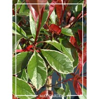 Červienka, Fotínia pink marble - Photinia ´Pink Marble´ Co15L  6/8  - vysokokmeň