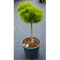 Pinus Nigra ´Marie Bregeon´  Co7-10L  1/4 kmeň