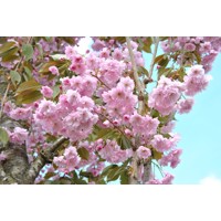 Čerešňa pilovitá - Prunus serrulata  'Kanzan' Co30L 10/12 - vysokokmeň