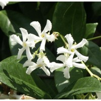 Jasmínovník vonný  - Rhyncospermum Jasminoides   Co3L  100/125