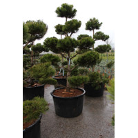 Pinus Nigra ´Austriaca´  Co180L  250/+ BONSAI(strihané)