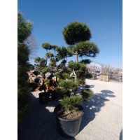 Pinus Nigra ´Austriaca´  Co180L  250/+ BONSAI(strihané)