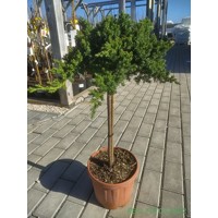 Borievka poliehavá - Juniperus procumbens ´Nana´ Co5L KM50