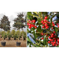 ILEX X NELLIE R. STEVENS - vysokokmeň Co45L 12-14