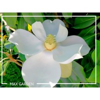 Magnólia veľkokvetá - Magnolia grandiflora 'Gallisoniensis´ Co24  100/120