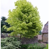 Javor mliečny  - Acer platanoides  'Drummondii´  Co10L 200/250 4/6