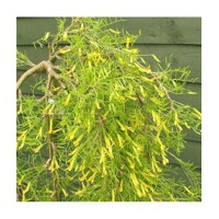 Karagana stromovitá (Čimišník) - Caragana arborescens ´Walker´ Co10L km100